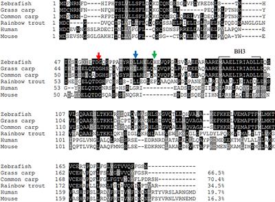 Zebrafish BID Exerts an Antibacterial Role by Negatively Regulating p53, but in a Caspase-8-Independent Manner